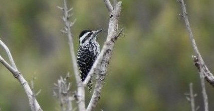 Дятел чилійський - ML189798741