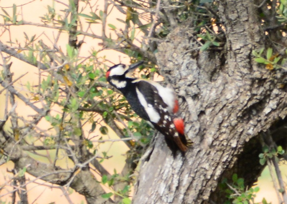 Great Spotted Woodpecker - ML189799641