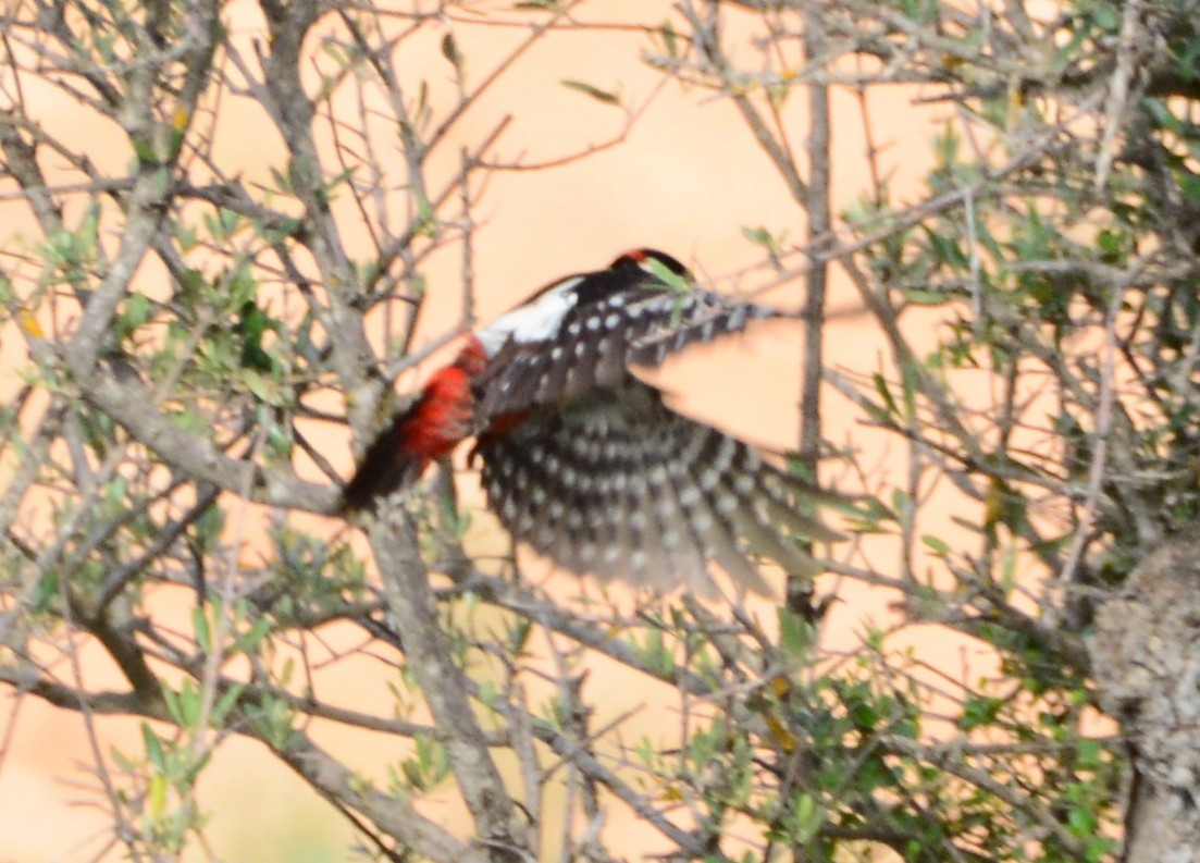 Great Spotted Woodpecker - ML189799651