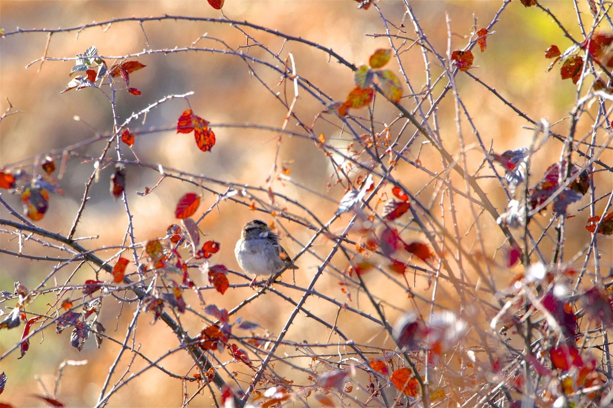 White-throated Sparrow - ML189800671