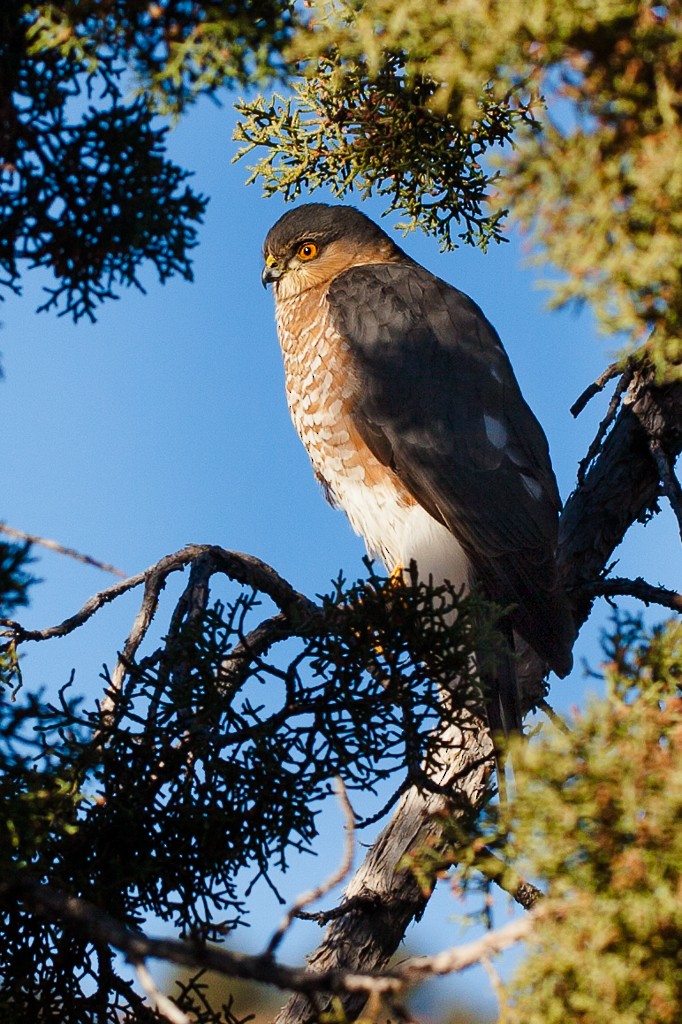 Sharp-shinned Hawk - ML189801191