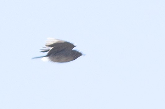 accentor sp. - ML189802351