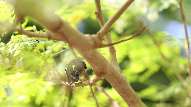 Bananaquit (Greater Antillean) - ML189802431