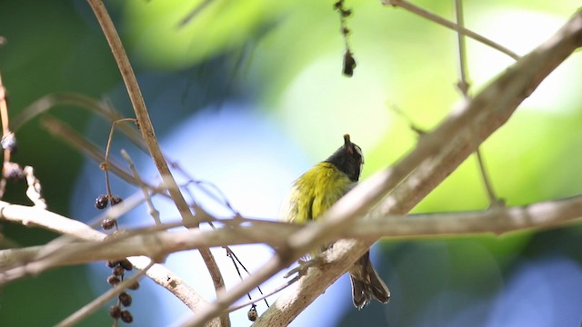 Sucrier à ventre jaune (groupe flaveola) - ML189802651