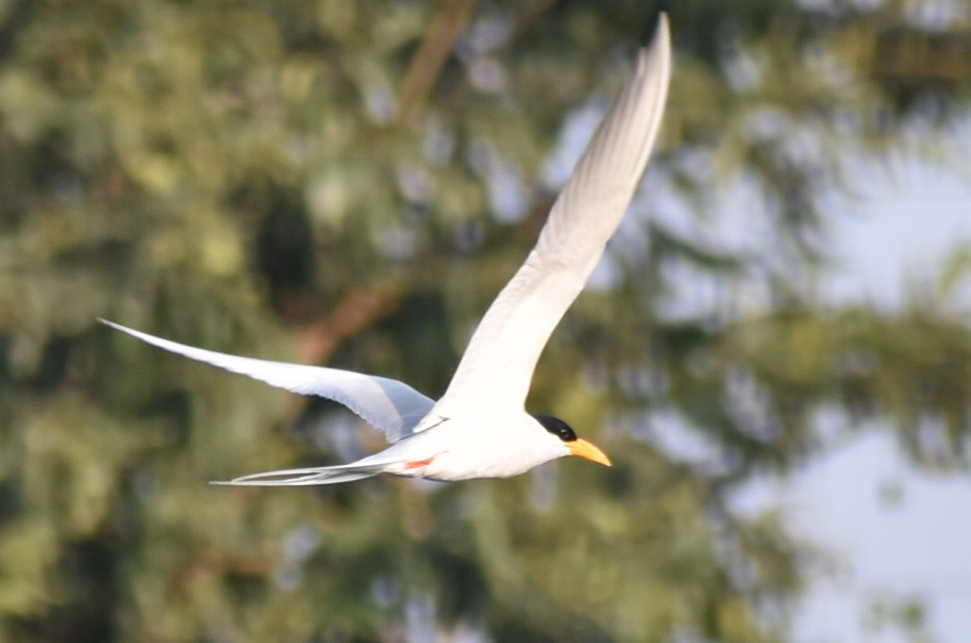 River Tern - ML189803961