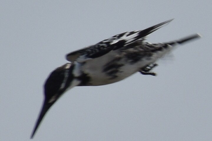 Pied Kingfisher - ML189804081