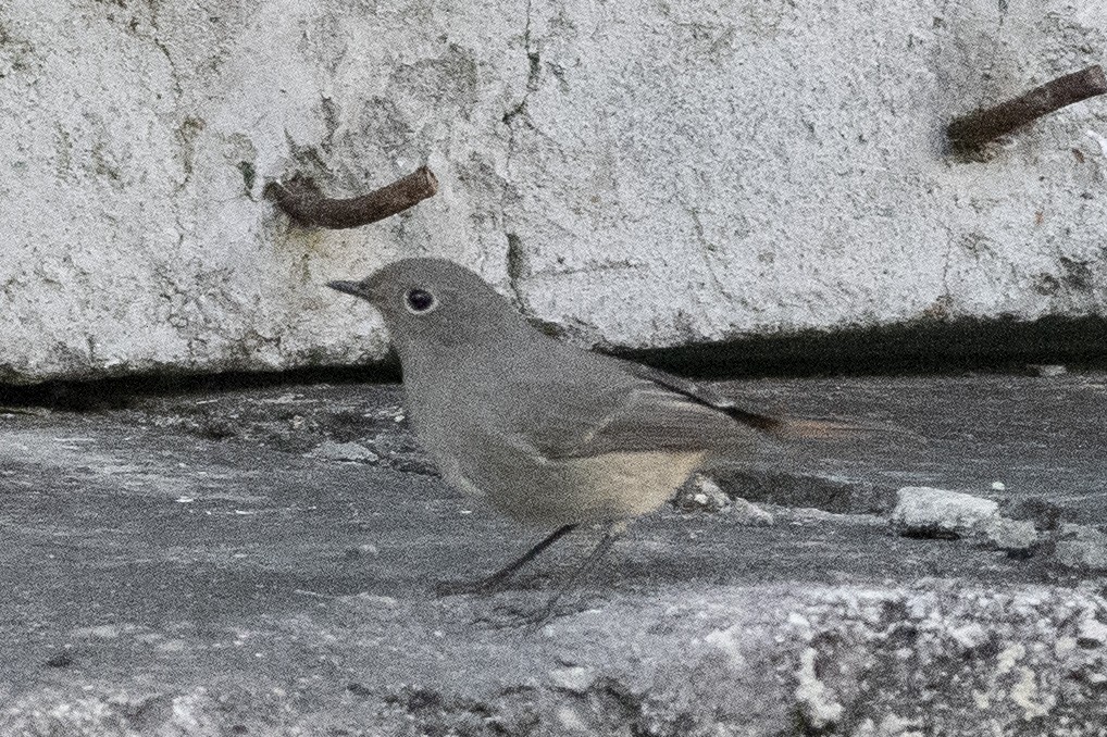 Hodgson's Redstart - ML189804381