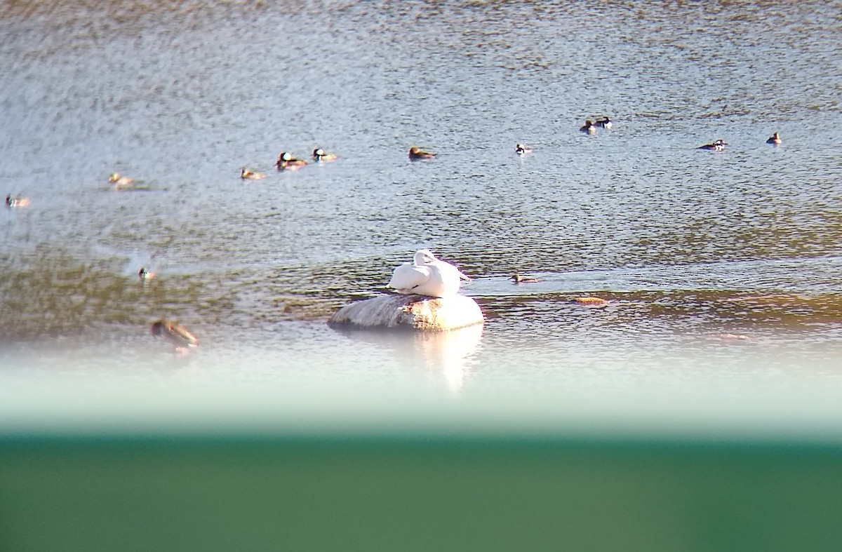 American White Pelican - ML189807621