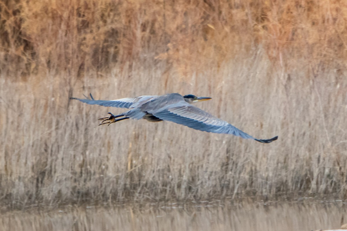 Great Blue Heron - ML189813591