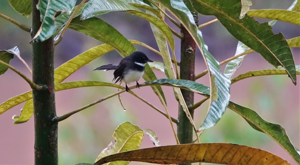 Malaysian Pied-Fantail - ML189813961