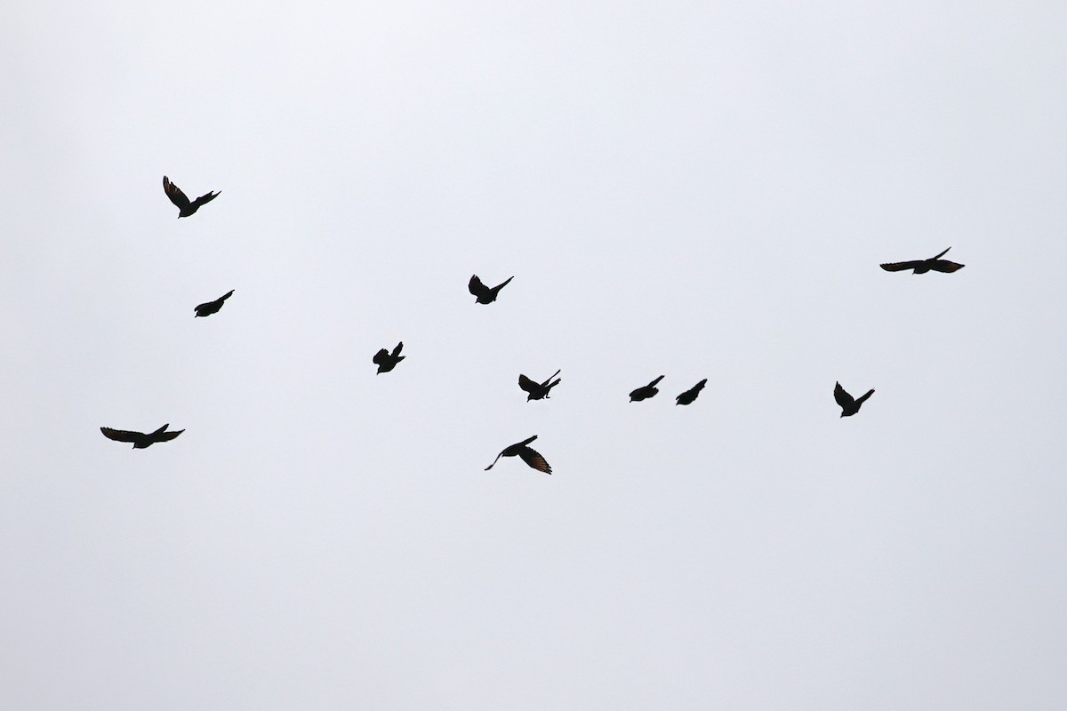 Slender-billed Starling - ML189815811