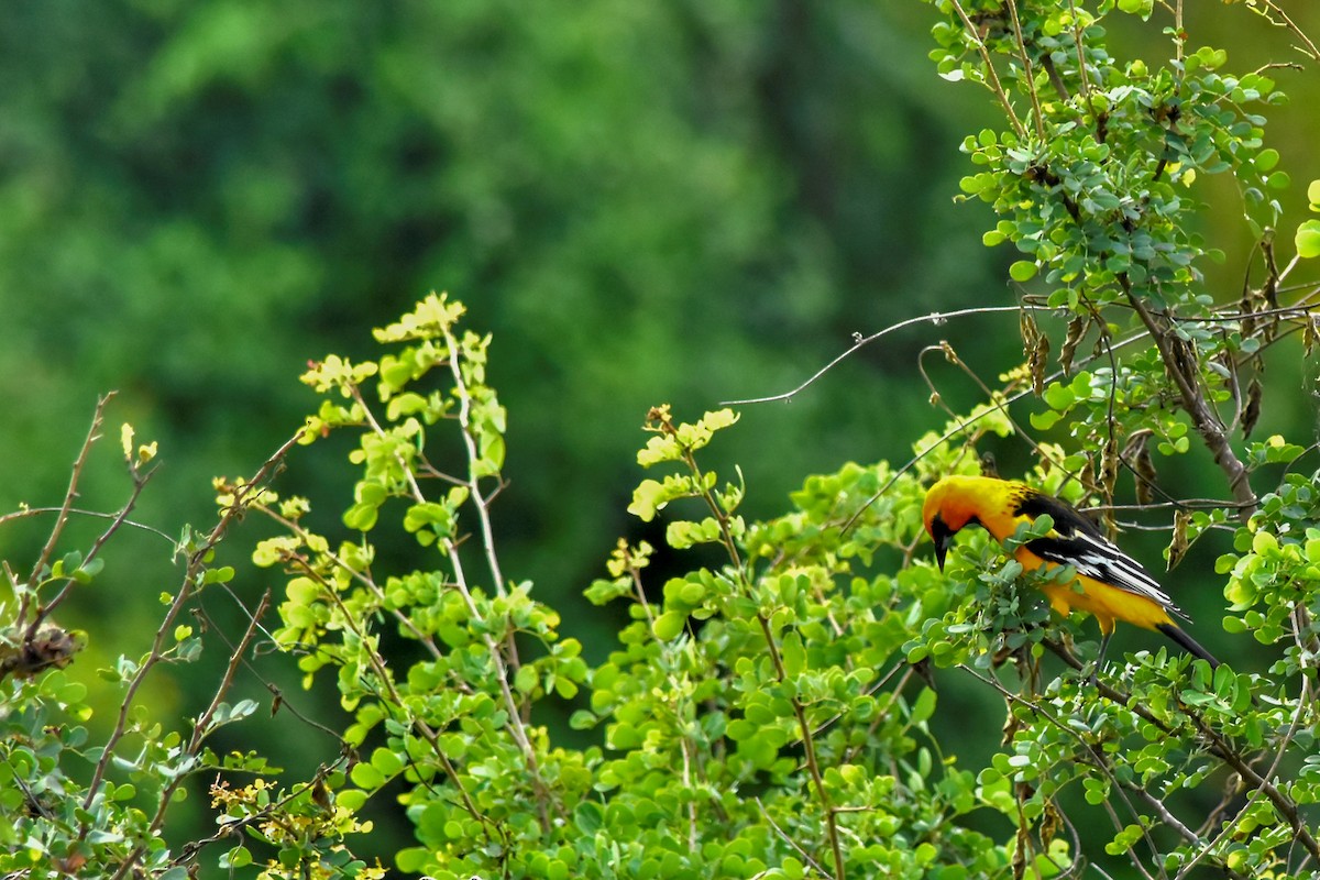 Streak-backed Oriole - ML189819431