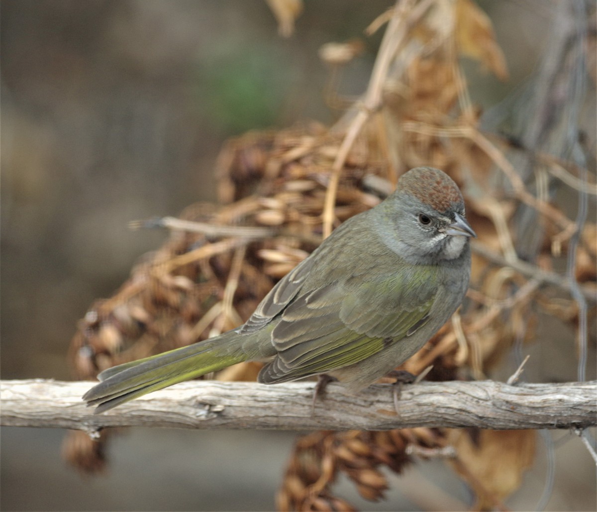 Green-tailed Towhee - ML189821551