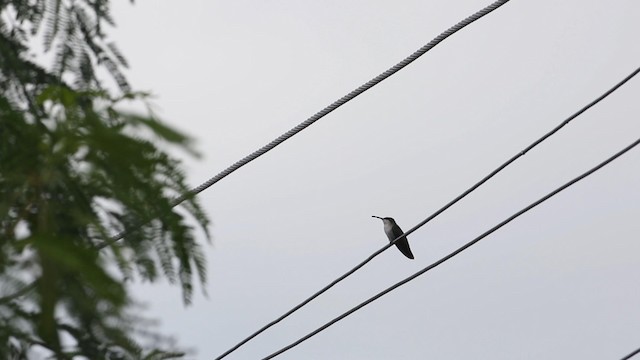 Dominikanermangokolibri - ML189824221