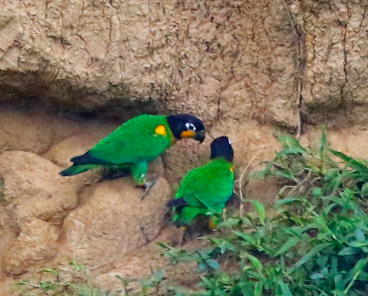 Orange-cheeked Parrot - olivia graves
