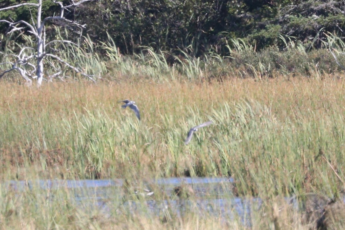 Black Tern - ML189825691