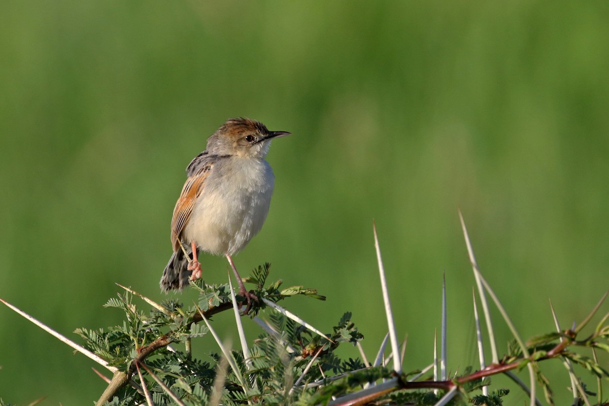 Rattling Cisticola - ML189826341