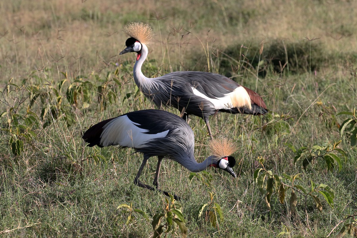 Gray Crowned-Crane - ML189826441