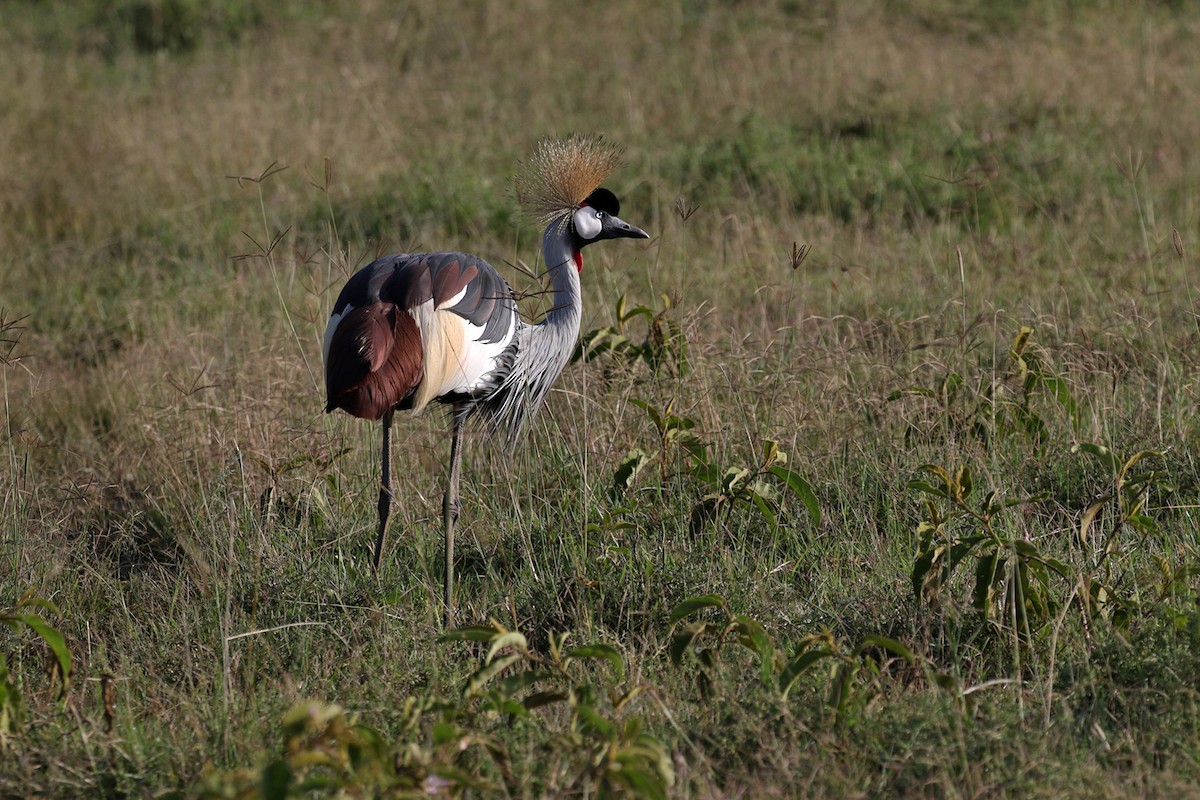 Grulla Coronada Cuelligrís - ML189826451