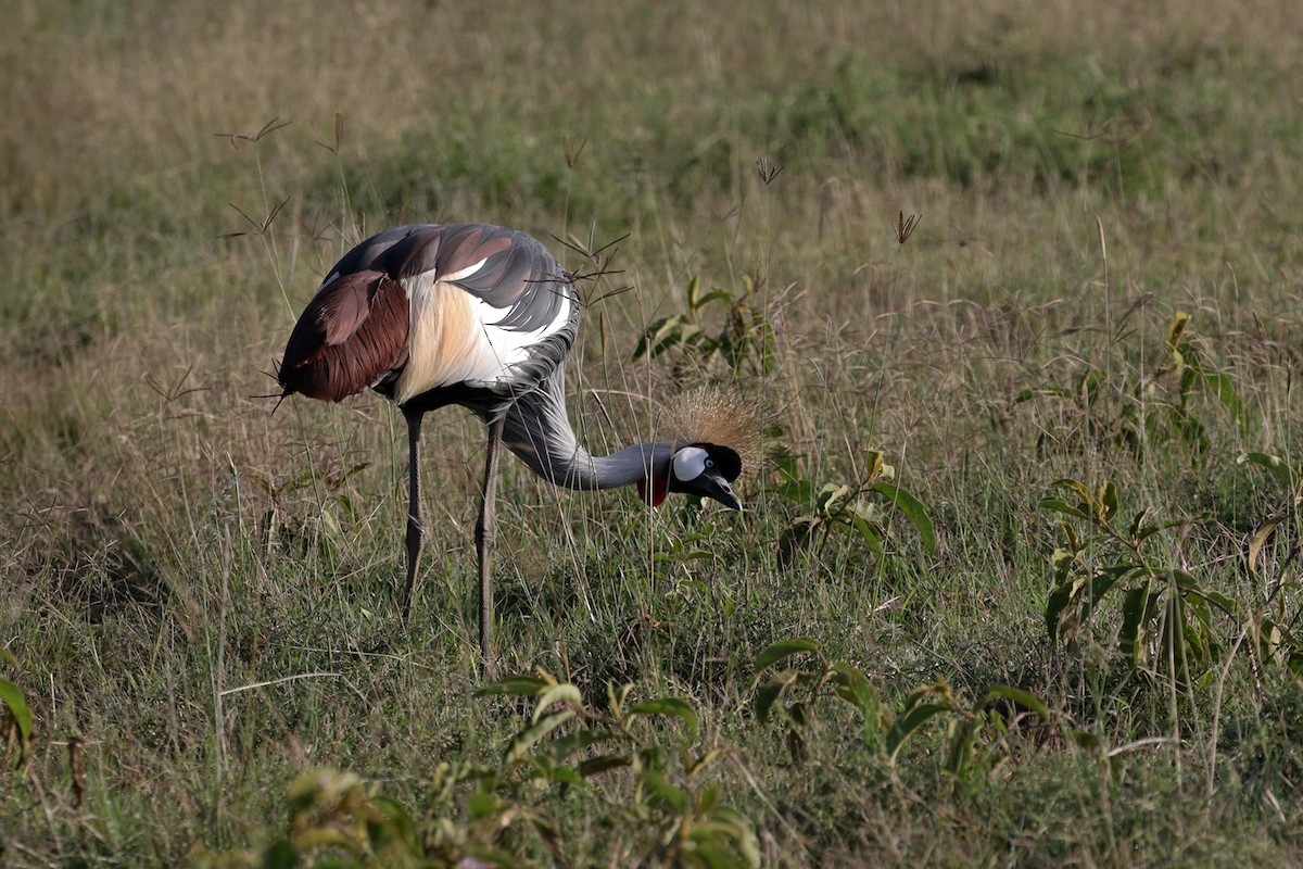 Gray Crowned-Crane - ML189826511