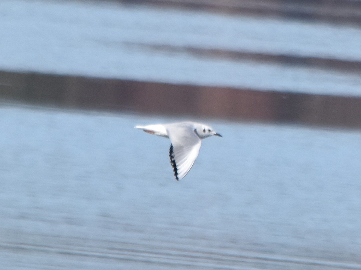 Bonaparte's Gull - ML189826601