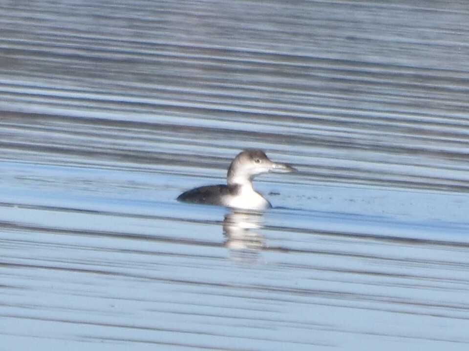 Common Loon - ML189826621