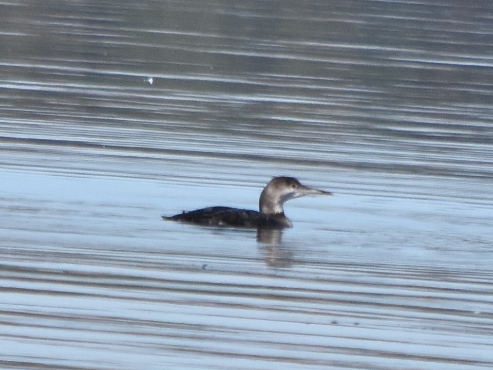 Common Loon - ML189826631