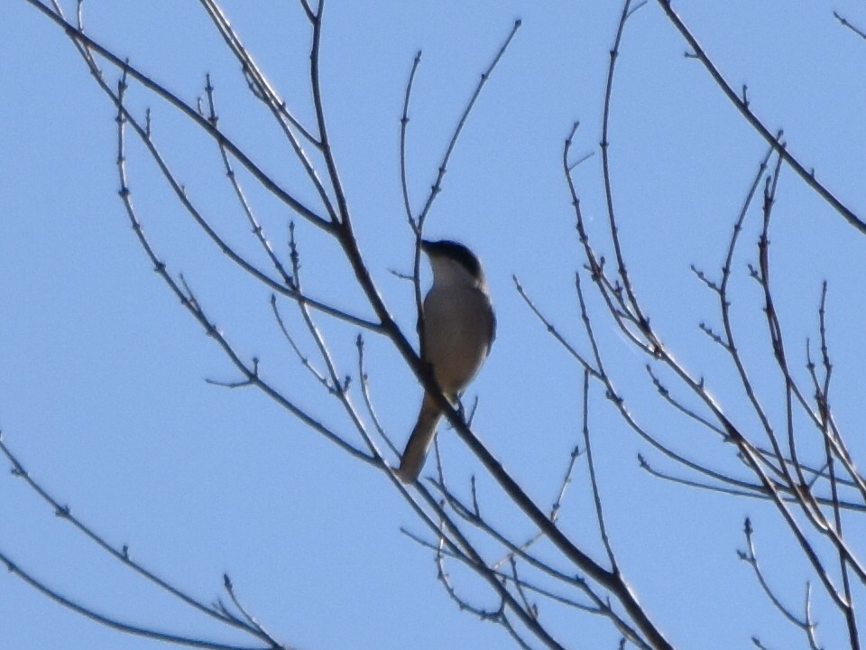 Loggerhead Shrike - ML189826711