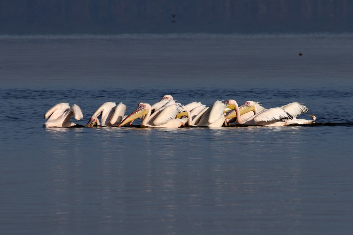 Great White Pelican - Charley Hesse TROPICAL BIRDING