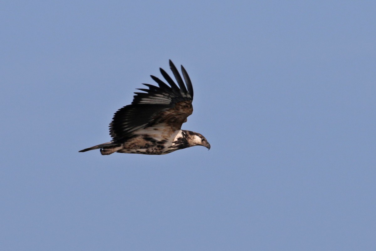 African Fish-Eagle - Charley Hesse TROPICAL BIRDING