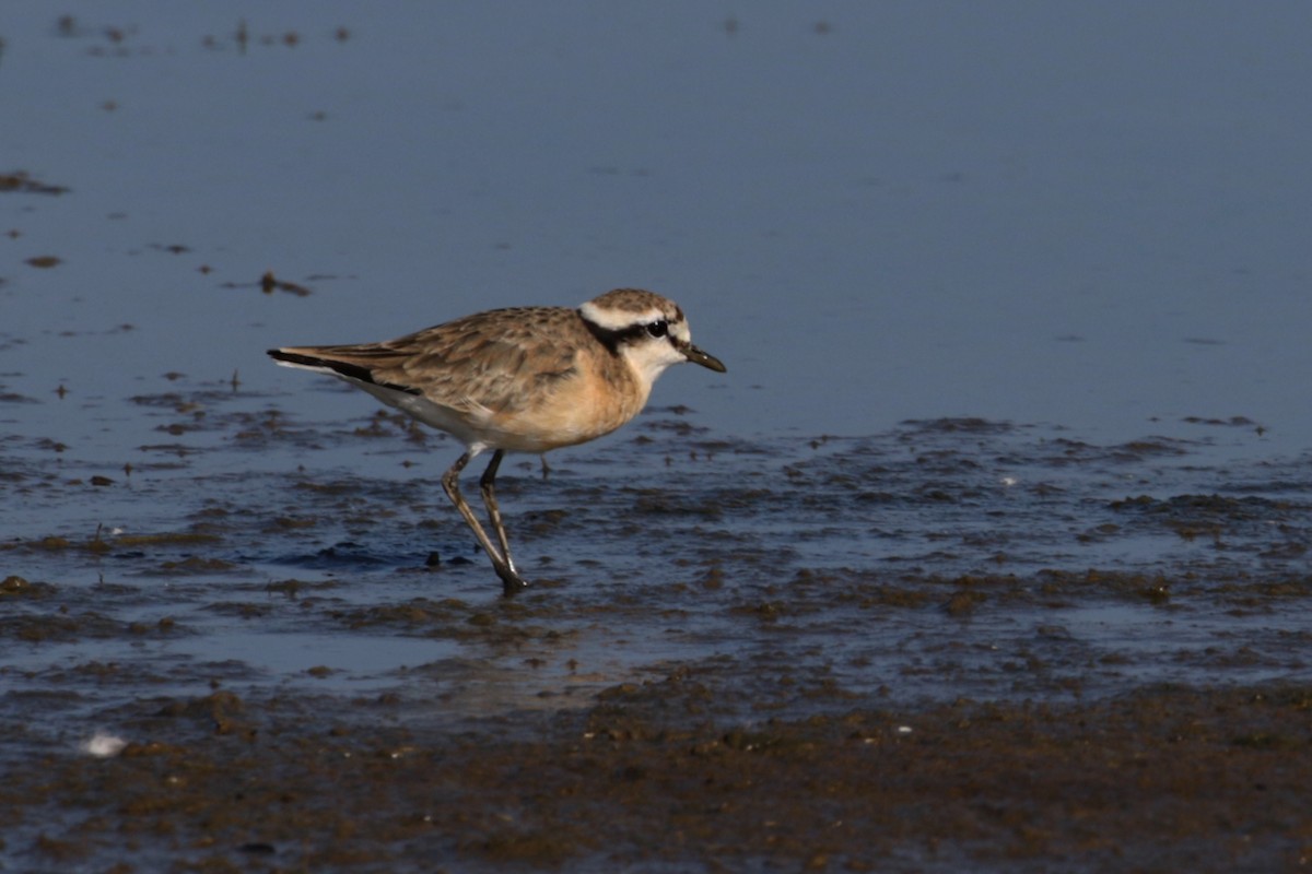 Kittlitz's Plover - ML189827061