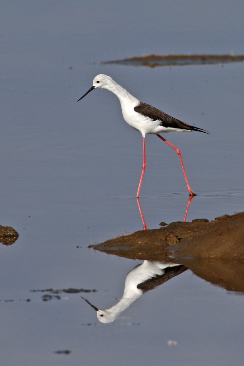 Black-winged Stilt - ML189827111