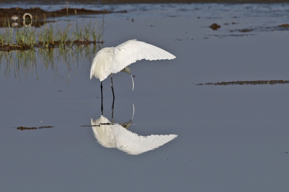 Little Egret - ML189827171