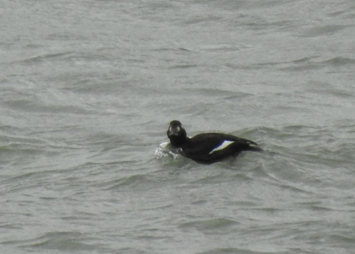 White-winged Scoter - ML189827351