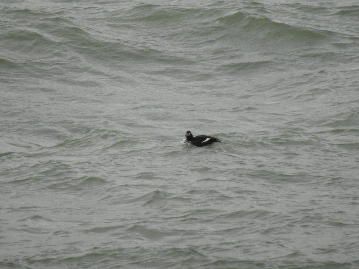 White-winged Scoter - ML189827381