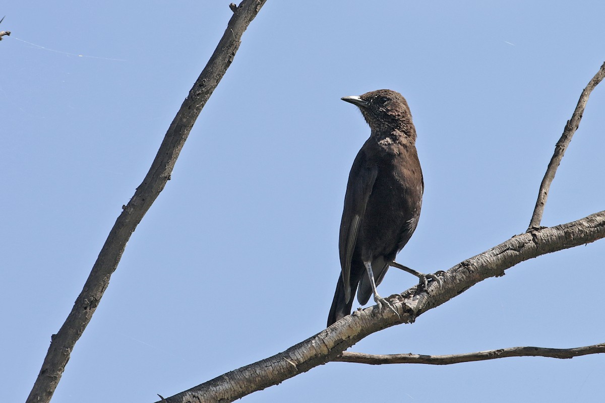 Northern Anteater-Chat - Charley Hesse TROPICAL BIRDING