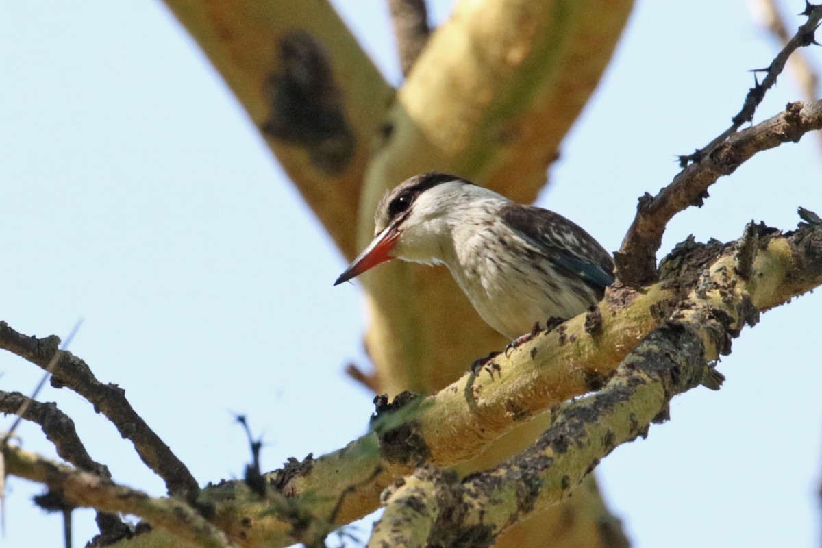 Striped Kingfisher - ML189827731