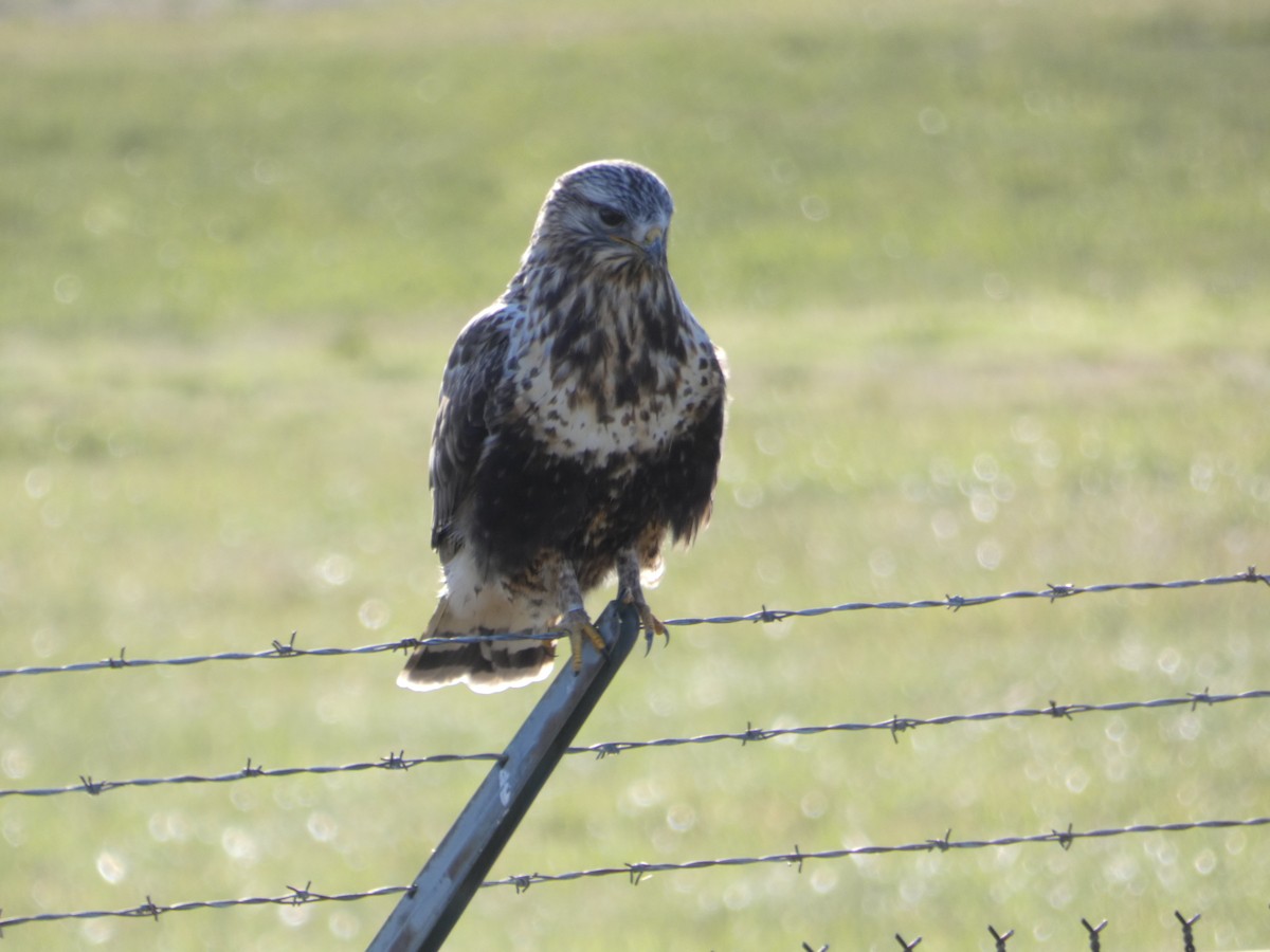 Rough-legged Hawk - ML189831421