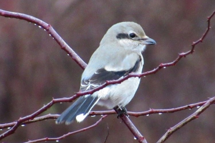 Northern Shrike - ML189834801