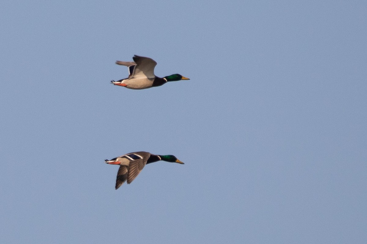 Mallard - ML189835331