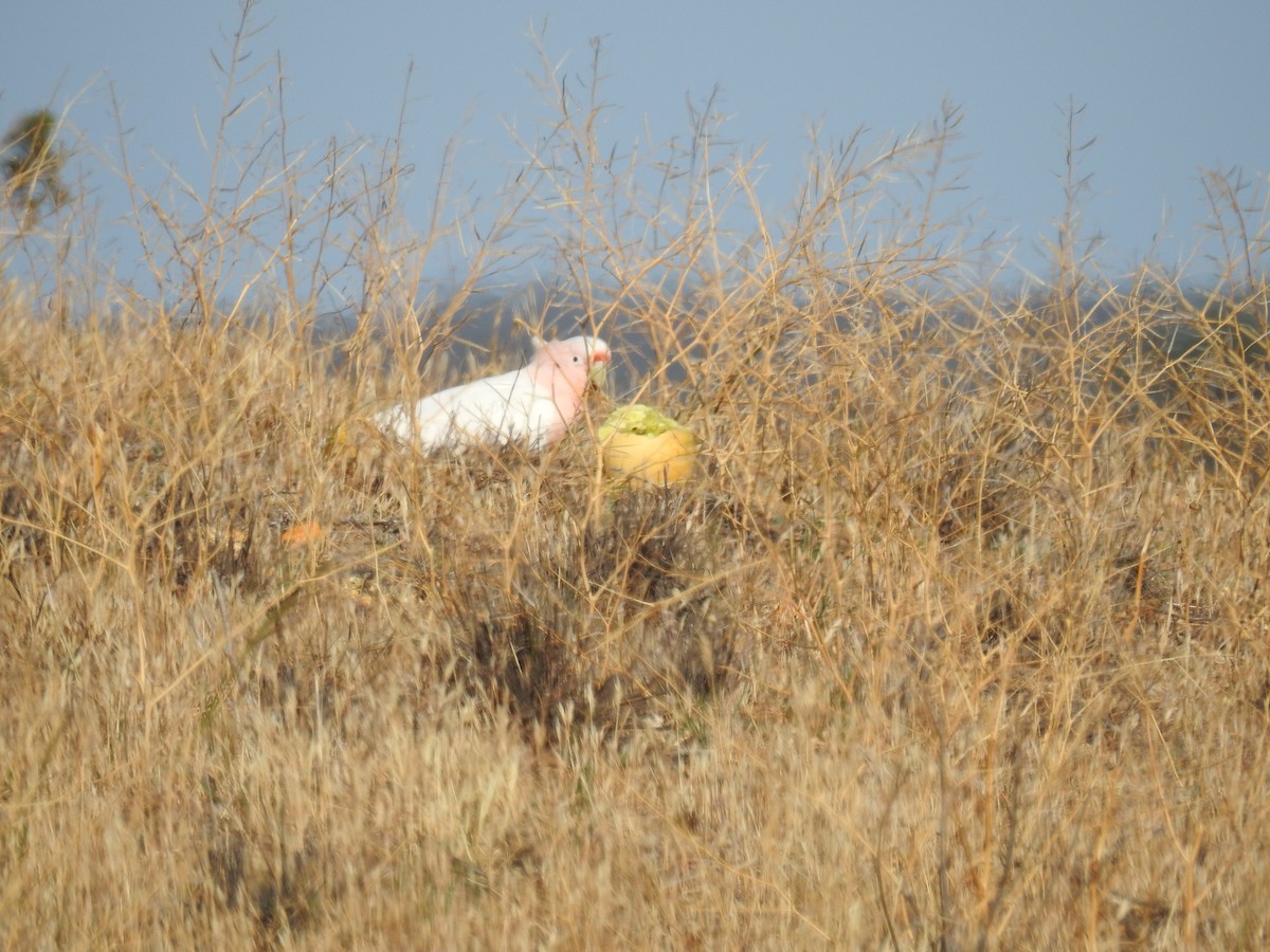 Pink Cockatoo - ML189835501