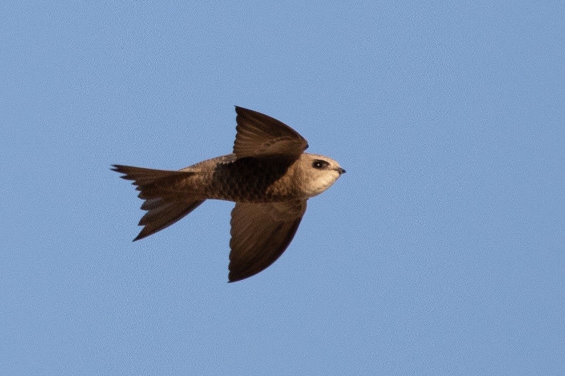 Pallid Swift - ML189835681