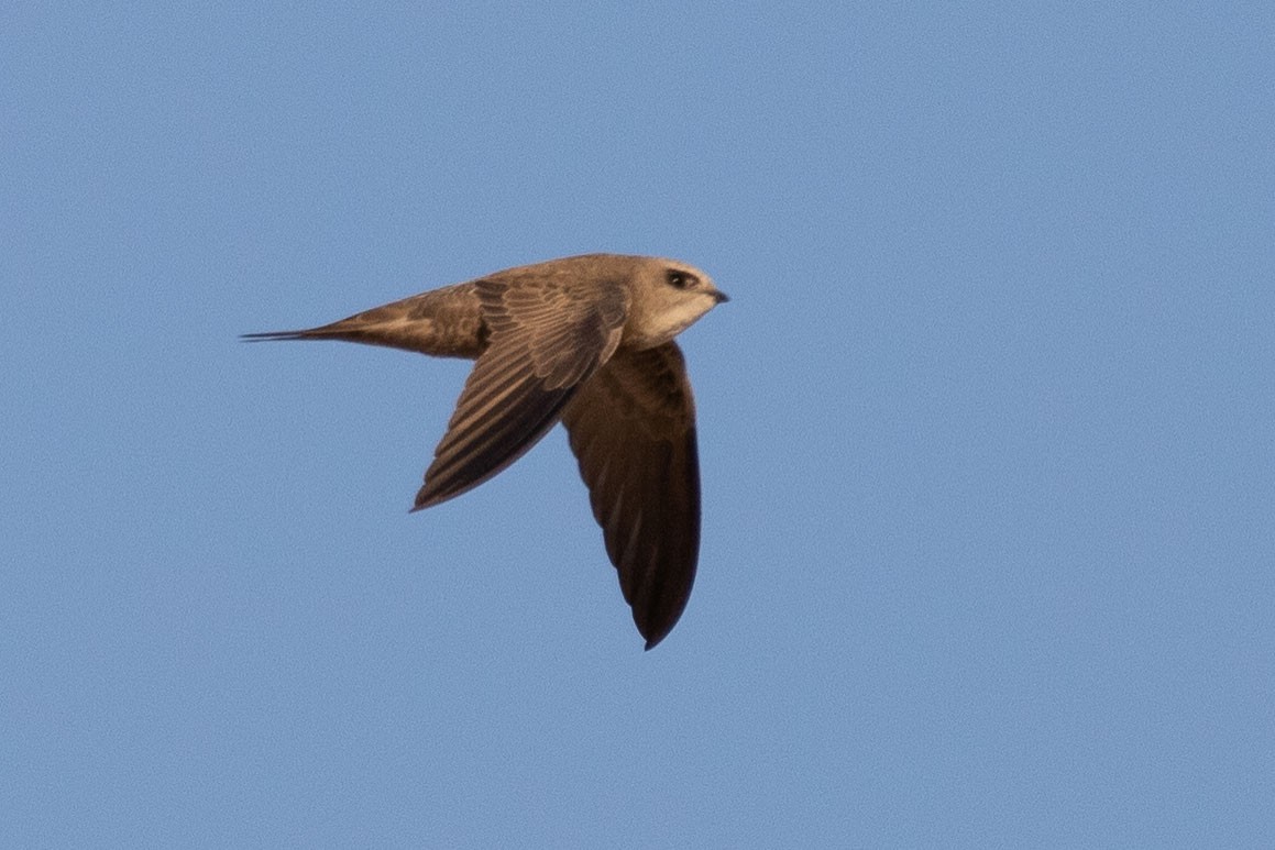 Pallid Swift - ML189835691