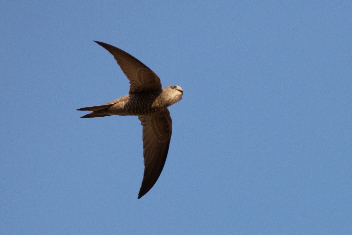 Pallid Swift - ML189835701