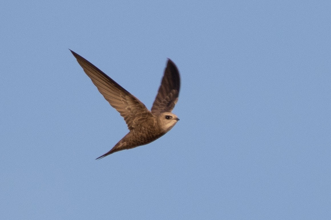 Pallid Swift - ML189835721