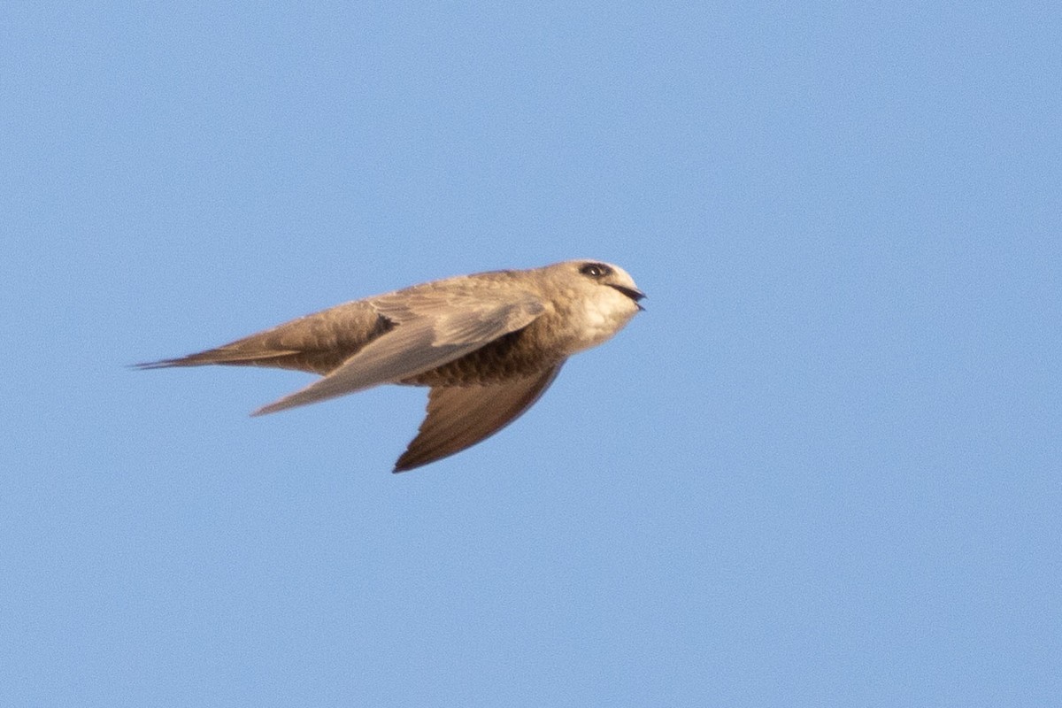 Pallid Swift - ML189835731