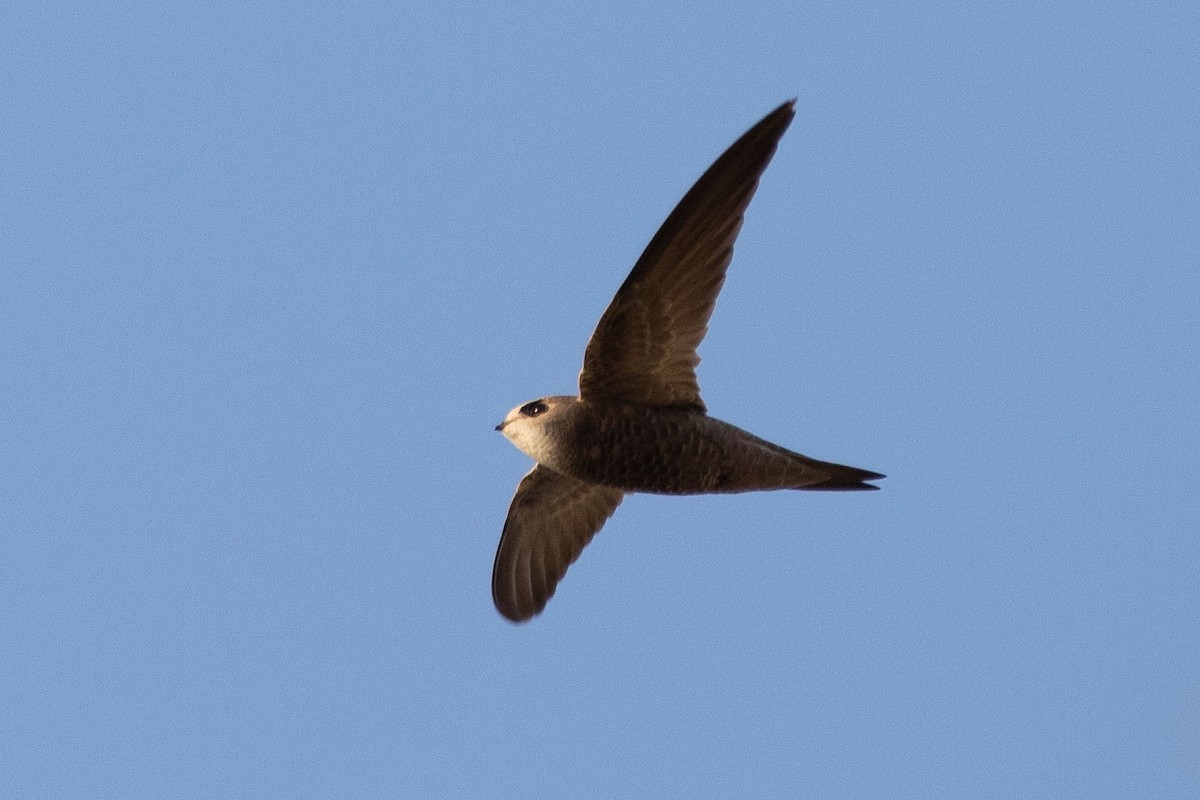 Pallid Swift - ML189835741