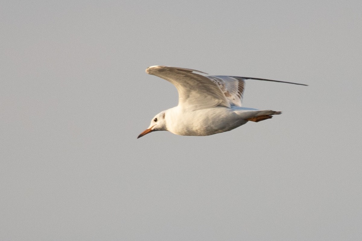 Black-headed Gull - ML189836191