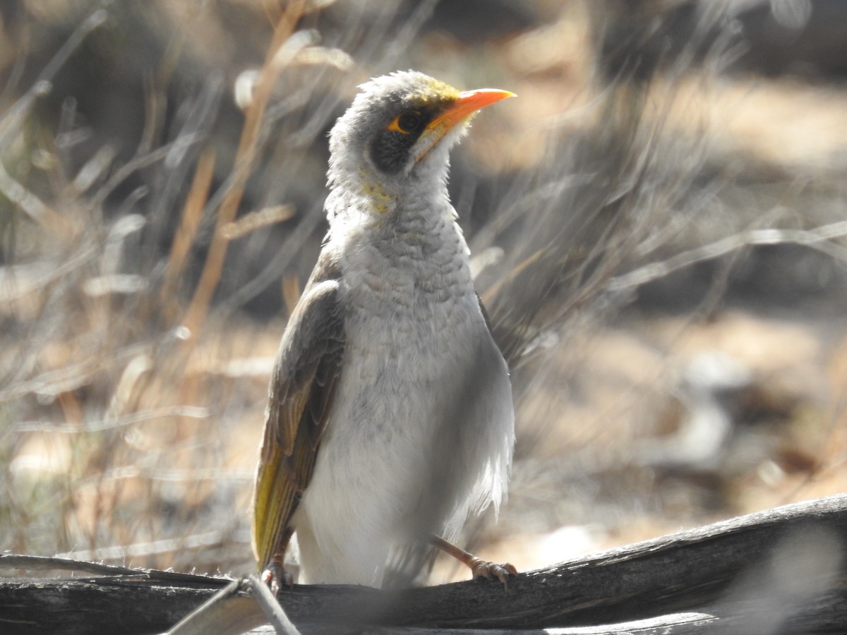 Yellow-throated Miner - ML189836221