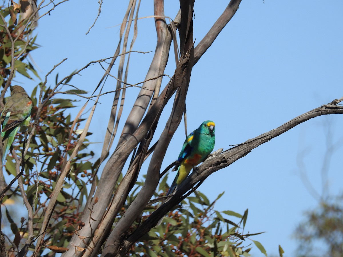 Mulga Parrot - ML189836671